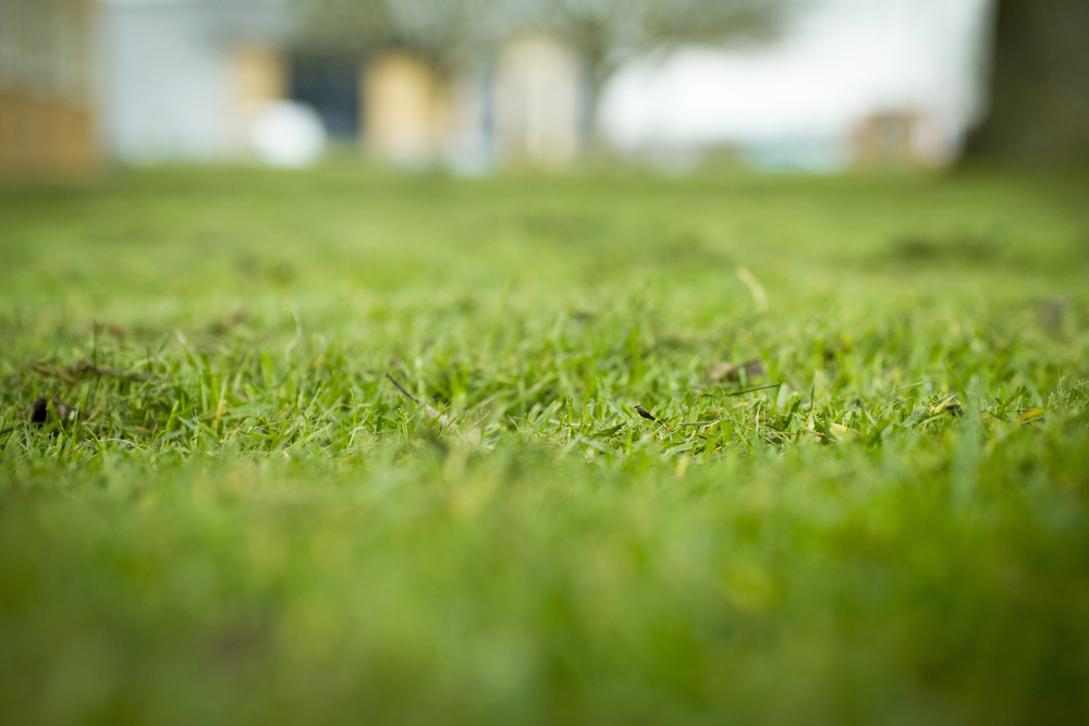 Freshly cut grass detail-2 Freshly cut grass detail-2